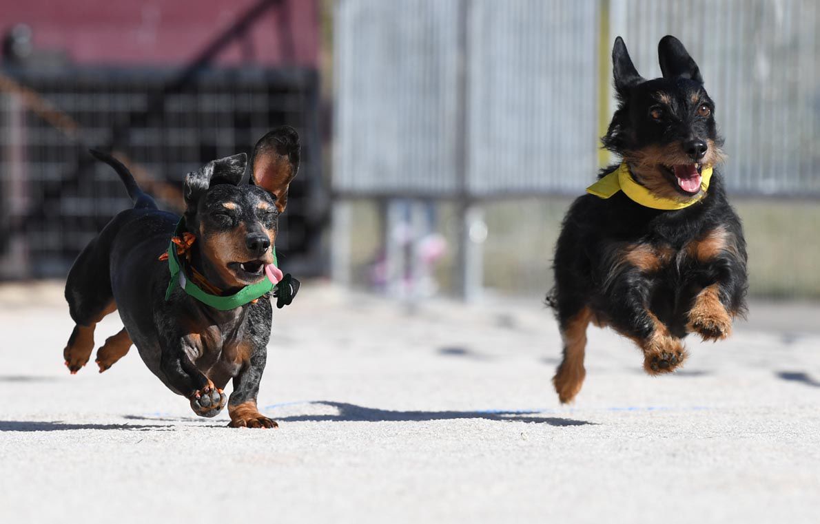 Weiner Fest 2017 38.jpg